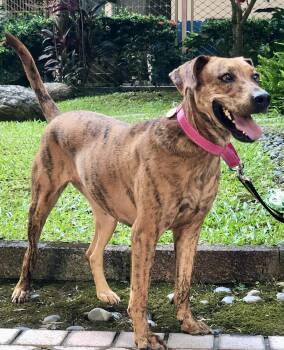 Rescue Labrador Retriever and Shepherd Dogs for Adoption in San Mateo, California - Rosie | PetCurious