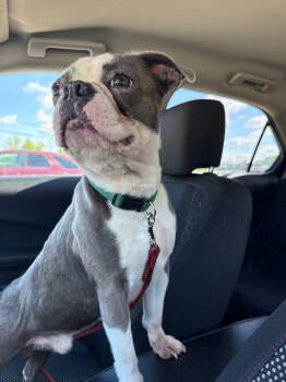Westside Basil -  Boston Terrier Dog for Adoption in Boardman, Ohio - Westside Basil | PetCurious