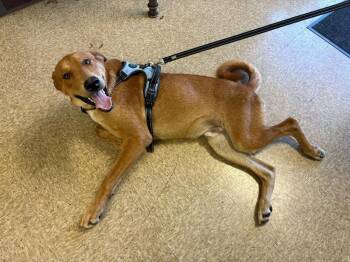 Hunter -  Labrador Retriever Dog for Adoption in Nacogdoches, Texas - Hunter | PetCurious