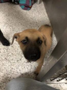 Solar -  Mixed Breed Dog for Adoption in Atlanta, Georgia - Solar | PetCurious
