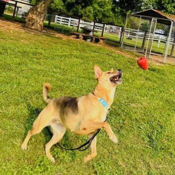 Rescue Shepherd Dogs for Adoption in Houston, Texas - Melody | PetCurious