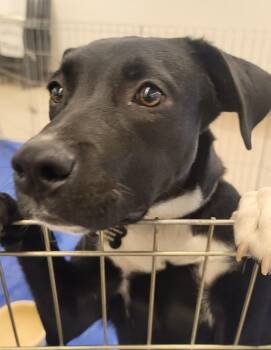 Rescue Border Collie and Black Labrador Retriever Dogs for Adoption in Pocatello, Idaho - Miss T | PetCurious
