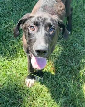 Rescue Mixed Breed Dogs for Adoption in Bowdoin, Maine - Goober | PetCurious