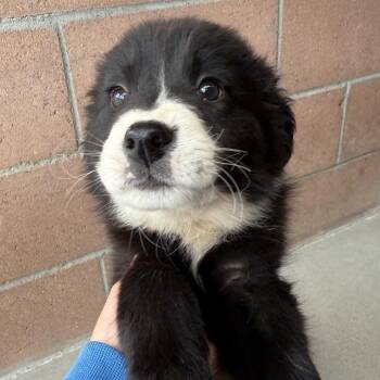 Bubbles -  Border Collie and Mixed Breed Dog for Adoption in Goleta, California - Bubbles | PetCurious