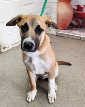 German Shepherd Dog and Mixed Breed Dogs Available for Adoption in San Bernardino, California - ERIC | PetCurious