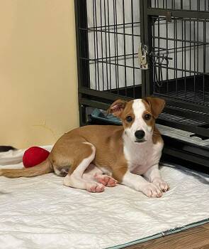 Marigold -  Mixed Breed Dog for Adoption in Berwick, Maine - Marigold | PetCurious