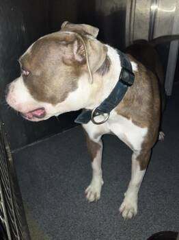 LOCO -  Pit Bull Terrier Dog for Adoption in Dallas, Texas - LOCO | PetCurious
