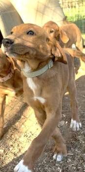 Hound Dogs Available for Adoption - Daisy JM In MS | PetCurious
