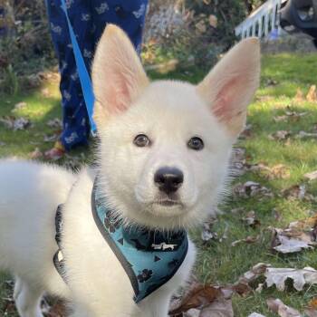 Husky Dogs Available for Adoption - CT Kira | PetCurious