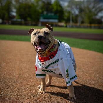 Apple Jack -  Mixed Breed Dog for Adoption in Walker, Michigan - Apple Jack | PetCurious