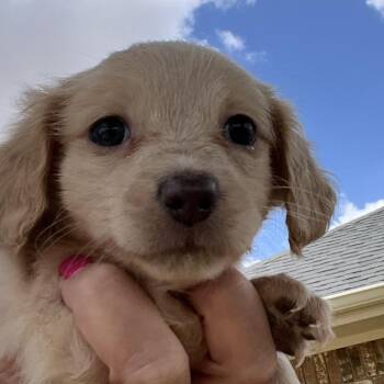 Delta -  Dachshund Dog for Adoption in Midland, Texas - Delta | PetCurious