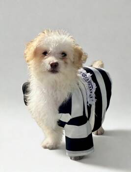 Richie -  Maltese and Poodle Dog Available for Adoption in Escondido, California - Richie | PetCurious