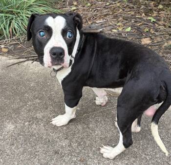 Handsome -  Pit Bull Terrier Dog for Adoption in Mckeesport, Pennsylvania - Handsome | PetCurious