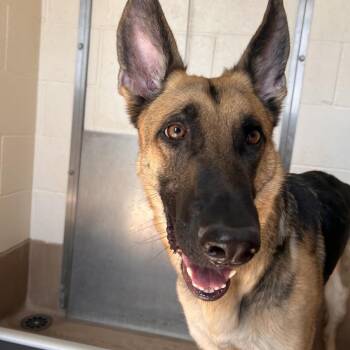 Fantasia -  German Shepherd Dog and Mixed Breed Dog for Adoption in Reno, Nevada - Fantasia | PetCurious