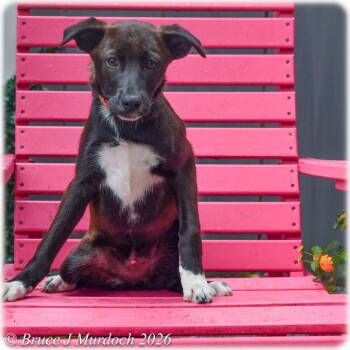 Labrador Retriever Dogs Available for Adoption in Wake Forest, North Carolina - Challah | PetCurious