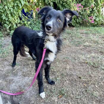 Rescue Border Collie Dogs for Adoption in The Woodlands, Texas - Private Jack | PetCurious