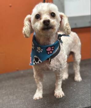 Betsy -  Miniature Poodle Dog for Adoption in Lexington, Kentucky - Betsy | PetCurious