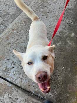 Ozzie -  Husky and German Shepherd Dog Dog for Adoption in Yukon, Oklahoma - Ozzie | PetCurious