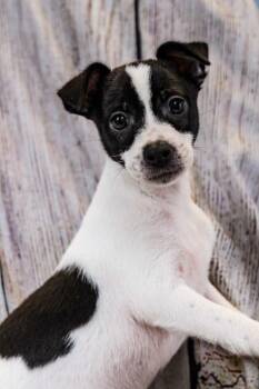 Scooter -  Chihuahua and Mixed Breed Dog for Adoption in Dothan, Alabama - Scooter | PetCurious