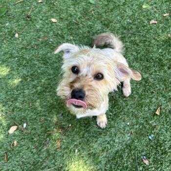Yorkie Poo and Yorkshire Terrier Dogs Available for Adoption in Salisbury, North Carolina - Paulie | PetCurious