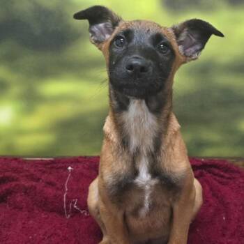 Shepherd Dogs Available for Adoption - Dixie | PetCurious