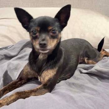 DeeDee -  Chihuahua Dog for Adoption in Lake Forest, California - DeeDee | PetCurious
