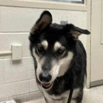 Siberian Husky and Alaskan Malamute Dogs Available for Adoption in Murray, Utah - Tulip | PetCurious