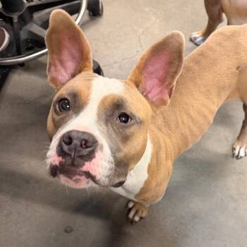 Betty 2 -  French Bulldog and Mixed Breed Dog for Adoption in Tampa, Florida - Betty 2 | PetCurious