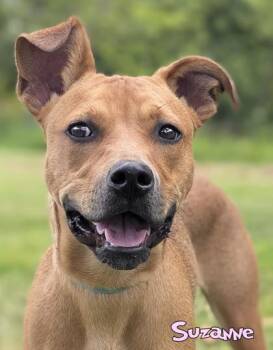 Suzanne -  Shepherd and Cattle Dog Dog for Adoption in Mason, Michigan - Suzanne | PetCurious