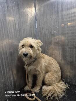 A824200 -  Schnauzer Dog for Adoption in San Antonio, Texas - A824200 | PetCurious