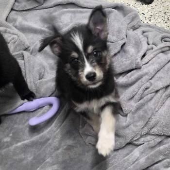 Lasso -  Shepherd and Husky Dog for Adoption in Muncie, Indiana - Lasso | PetCurious