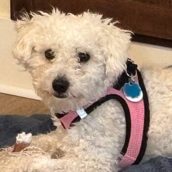 Rescue Poodle Dogs for Adoption in Cashmere, Washington - Wilson | PetCurious