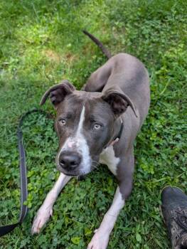 Maren -  Pit Bull Terrier Dog for Adoption in Reisterstown, Maryland - Maren | PetCurious