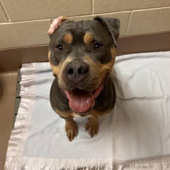 Lotto -  Pit Bull Terrier Dog for Adoption in Reno, Nevada - Lotto | PetCurious
