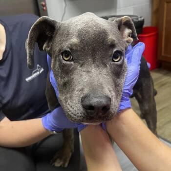 Rex -  Mixed Breed Dog for Adoption in Summerville, South Carolina - Rex | PetCurious