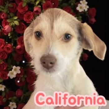 Rescue Terrier Dogs for Adoption in Chuckey, Tennessee - California - CT | PetCurious