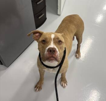 Magnolia -  Pit Bull Terrier Dog for Adoption in Bourbonnais, Illinois - Magnolia | PetCurious