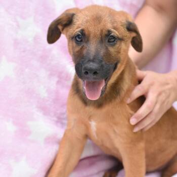 Julian (Victoria Litter) -  Labrador Retriever and Shepherd Dog for Adoption in Conroe, Texas - Julian (Victoria Litter) | PetCurious