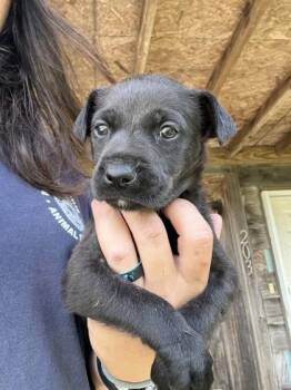 Bean -  Pit Bull Terrier and Mixed Breed Dog for Adoption in West Memphis, Arkansas - Bean | PetCurious