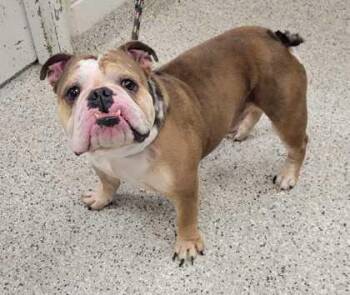 Salvatore -  English Bulldog and Mixed Breed Dog for Adoption in Kansas City, Missouri - Salvatore | PetCurious