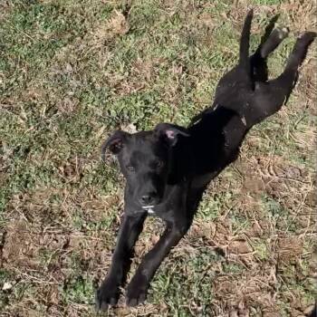 American Staffordshire Terrier and Staffordshire Bull Terrier Dogs Available for Adoption in Hohenwald, Tennessee - Titus | PetCurious