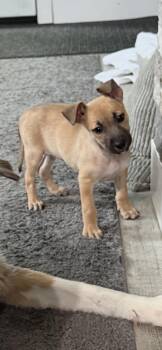 Faith -  Chiweenie and Fox Terrier Dog Available for Adoption - Faith | PetCurious