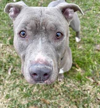 Mixed Breed Dogs Available for Adoption - HAVARTI | PetCurious