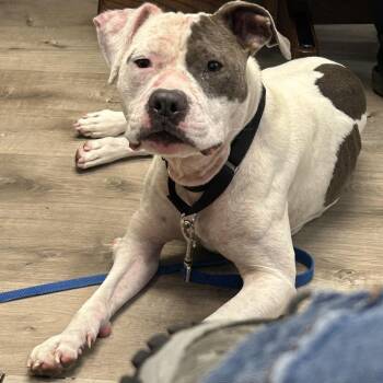 Bossy -  American Bulldog and Mixed Breed Dog for Adoption in Jupiter, Florida - Bossy | PetCurious