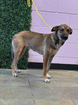 Rescue German Shepherd Dog and Mixed Breed Dogs for Adoption in El Paso, Texas - 59784450 | PetCurious
