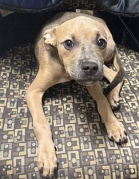 Pit Bull Terrier Dogs Available for Adoption in Plano, Texas - Ginger A217086 | PetCurious