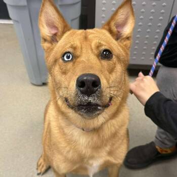 Rescue Husky and Mixed Breed Dogs for Adoption in Martinsville, Virginia - Zora | PetCurious