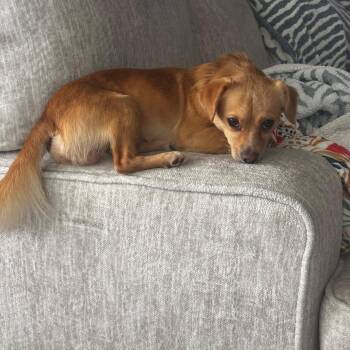 Luke -  Chihuahua Dog Available for Adoption in Park Row, Texas - Luke | PetCurious