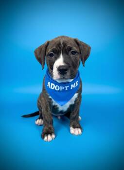 Petrie- ADOPT Me -  Mastiff Dog Available for Adoption in Redondo Beach, California - Petrie- ADOPT Me | PetCurious