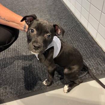 Pookie -  Terrier and Mixed Breed Dog for Adoption in Mooresville, North Carolina - Pookie | PetCurious